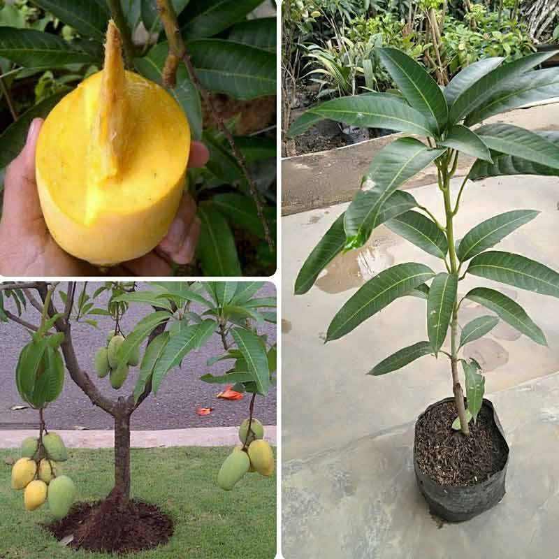 Jual Azzahra Berkah Bibitku Mangga Chokanan Unggul Bibit Tanaman