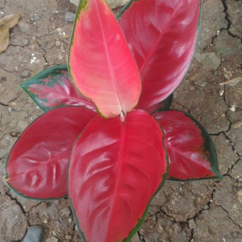 Jual Godongmas Bibit Tanaman Hias Aglonema Red Khocin Online November 2020 Blibli