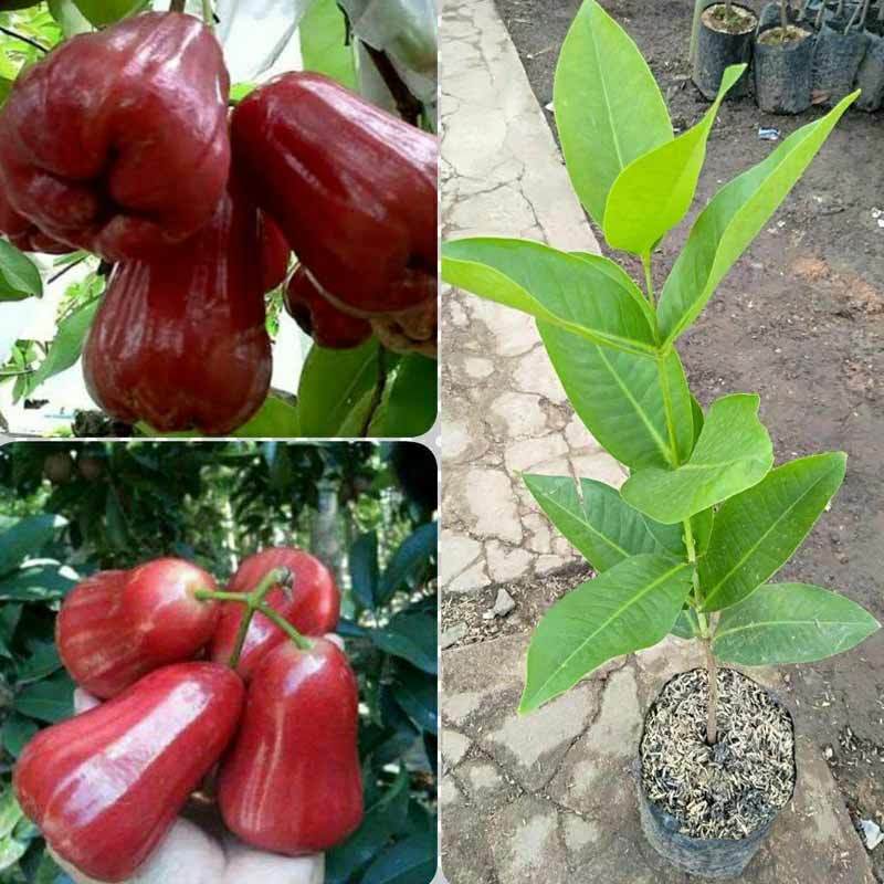 Jual Banana Berkah Bibit Jambu Madu Merah Tanaman Indonesia Di Seller Farida Bibit Kab Lampung Timur Lampung Blibli