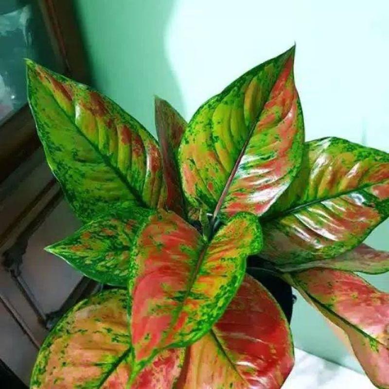 Jual Golden Green Farm Aglonema Heng Heng Online April 2021 Blibli