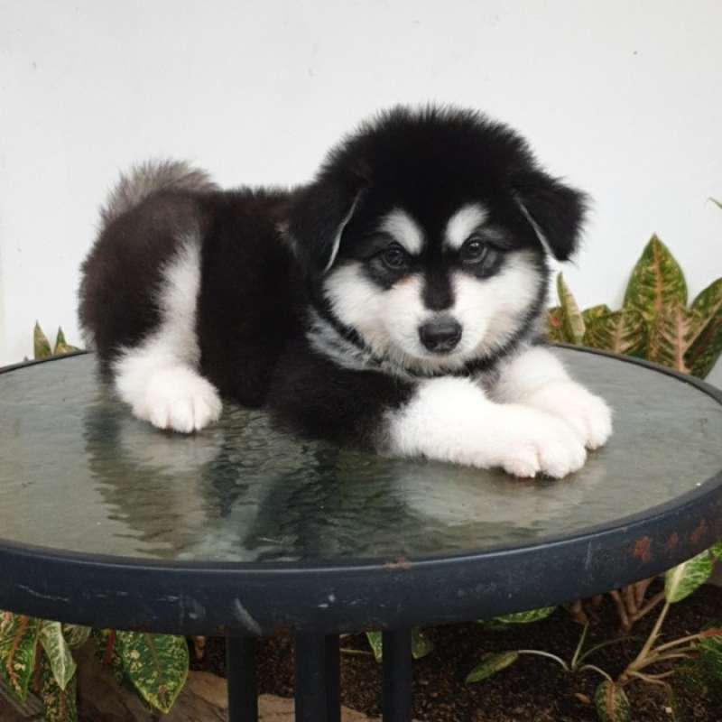 Harga puppy alaskan best sale malamute