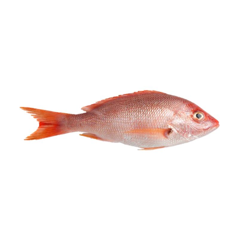 Jual Samudera 33 S33 Ikan Kakap Merah Besar Fresh 1 Kg Terbaru November 2021 Harga Murah Kualitas Terjamin Blibli