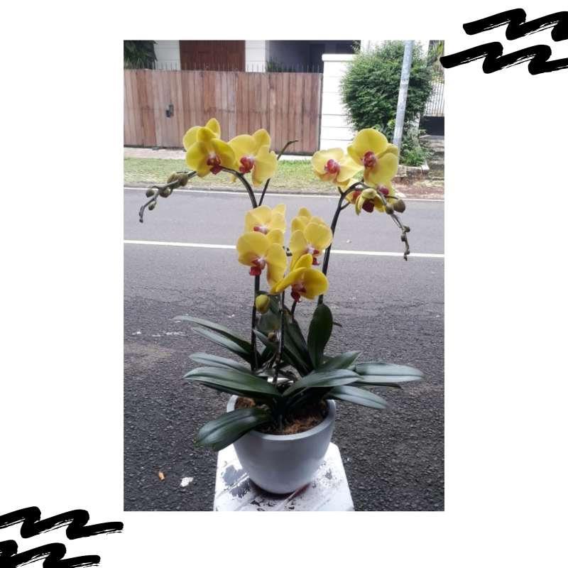 Jual Anggrek Bulan Dewasa Isi 3 Pohon Warna Kuning Online April 2021 Blibli