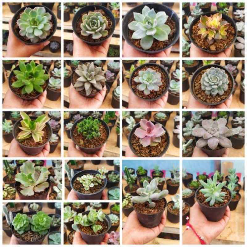 Jual Tanaman Hias Sukulen Succulents Murah Pot Vas Bunga Hiasan Dinding Kamar Ruang Tamu Rumah Murah Tanaman Hias Tanaman Mini Sukulen Pajangan Meja Terbaru Juni 2021 Blibli