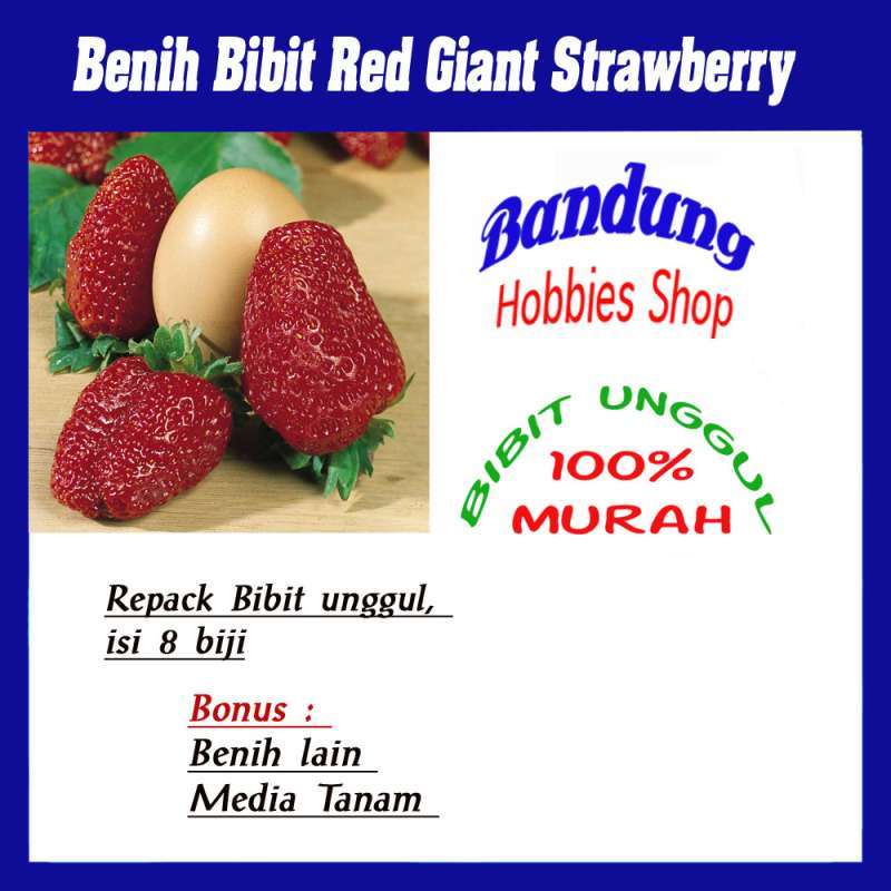Jual Benih - Bibit Red Giant Strawberry 