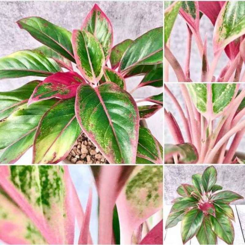 Jual Tanaman Hias Hidup Bunga Aglonema Lipstik Tanaman Indoor Aglaonema Lipstik Tanaman Aglonema Murah Online Februari 2021 Blibli