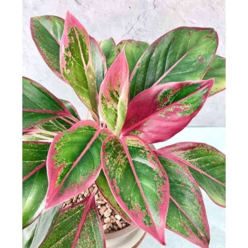 Jual Tanaman Hias Hidup Bunga Aglonema Lipstik Tanaman Indoor Aglaonema Lipstik Tanaman Aglonema Murah Online April 2021 Blibli