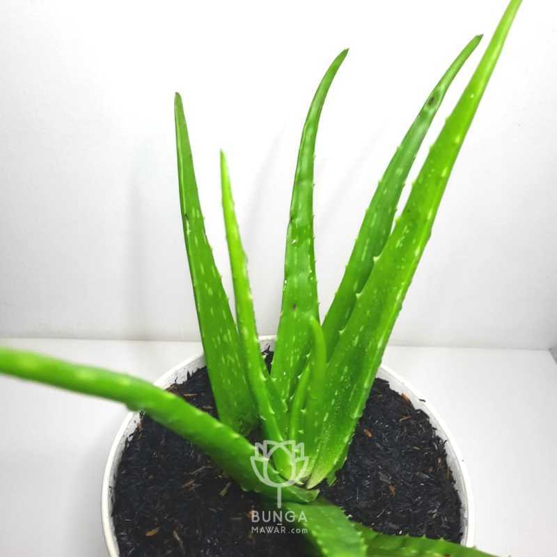Jual Tanaman Hias Sehat Lidah Buaya Aloe Vera Online April 2021 Blibli