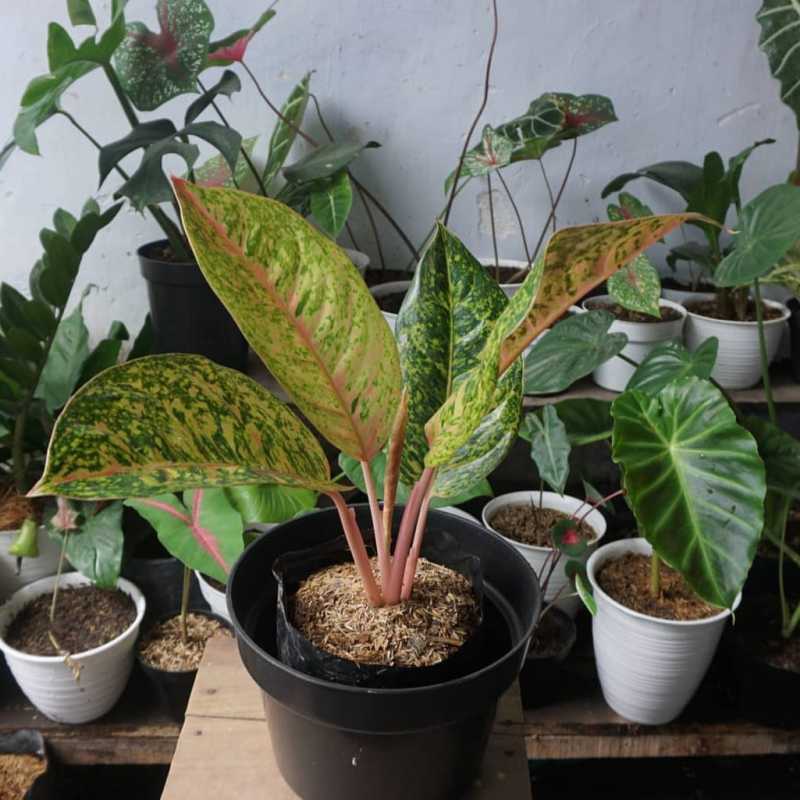 Jual Tanaman Hias Aglonema Big Roy Online Maret 2021 Blibli