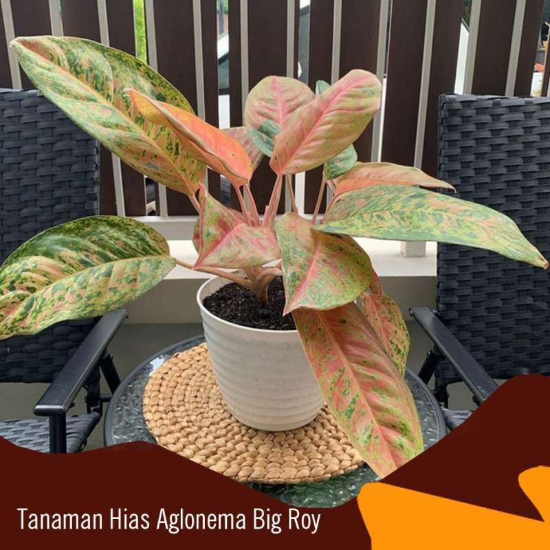 Jual Tanaman Hias Aglonema Big Roy Online Februari 2021 Blibli