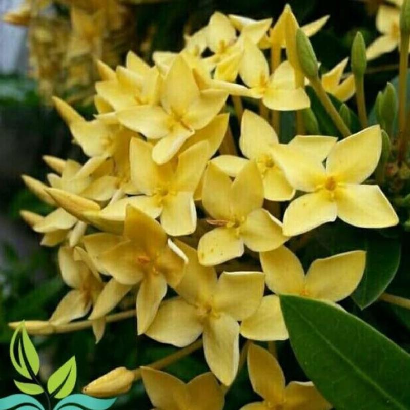 Jual Tanaman Hias Bunga Asoka Kuning Pohon Soka Online Februari 2021 Blibli