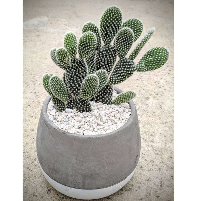 Jual Bunny Ear Cactus Kaktus Mickey Mouse Kaktus Telinga Kelinci Mickey Mouse Cactus Kaktus Miki Online April 2021 Blibli