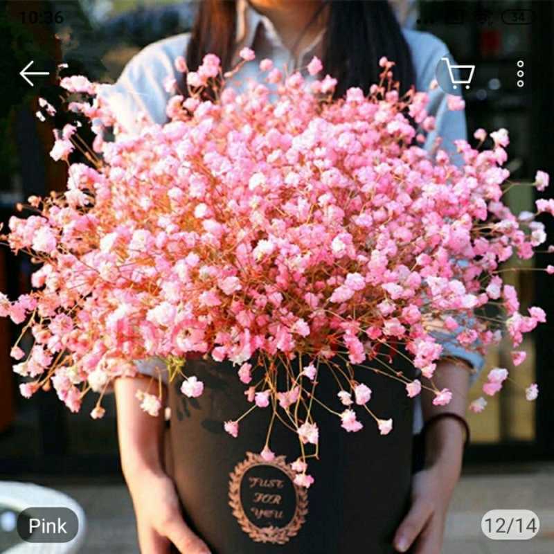 Jual 100 Butir Biji Benih Bunga Gypsophila Baby Breath Mix Online April 2021 Blibli