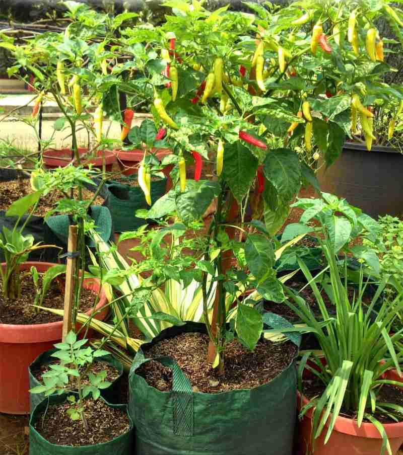 Jual Planter Bag 15 Liter Original Easygrow Pot Tanaman Buah Murah