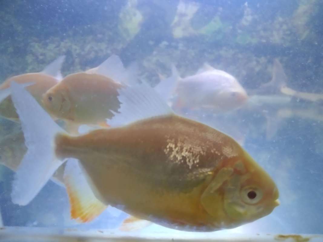 68 Koleksi Toko Ikan Hias Air Laut Jakarta Timur Gratis