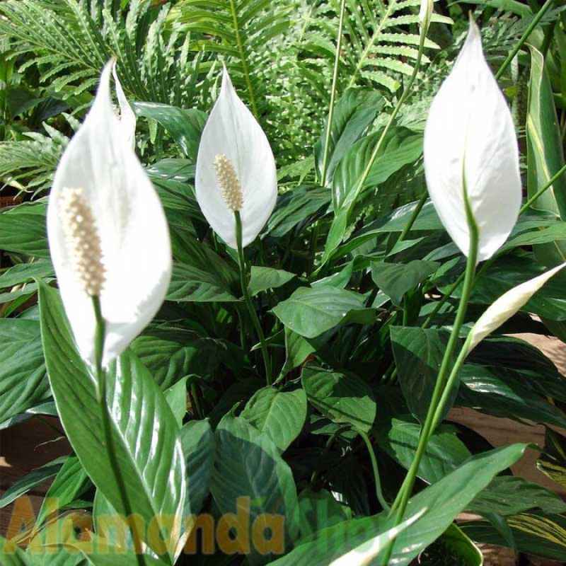 etuk ayollarning yalangoch dumbalari Hol panties va klitorisning fotosurati