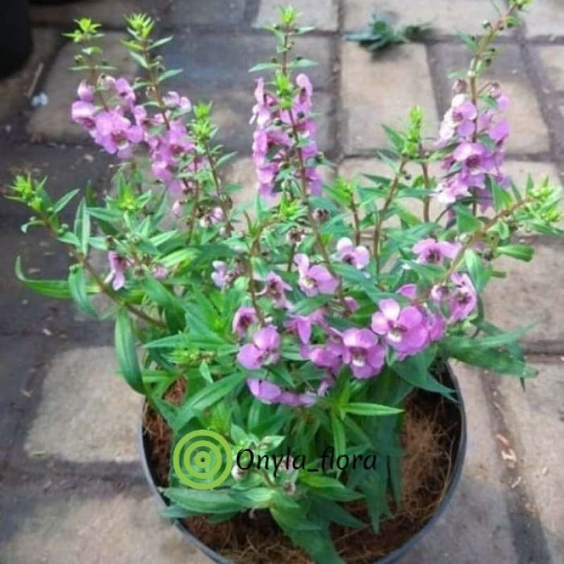 Tanaman Hias Bibit Bunga Lavender Pengusir Nyamuk Indor Terbaru Agustus 2021 Harga Murah Kualitas Terjamin Blibli