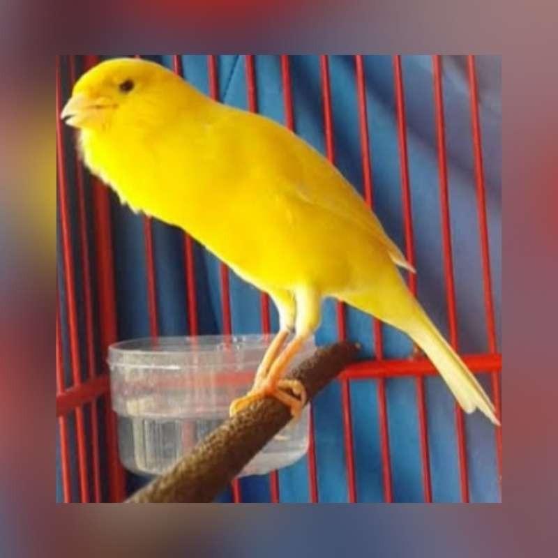 Jual Burung kenari AF gacor di Seller Mamah Bagas shop - Kota Jakarta Timur, DKI Jakarta | Blibli