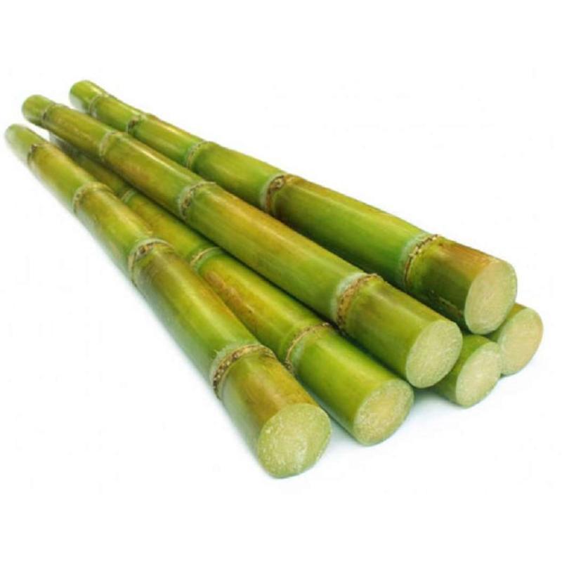Jual distributor bibit tanaman pohon tebu madu herbal di Seller MITRA ABADI  SUKSES MANDIRI - Cengklong, Kab. Tangerang | Blibli
