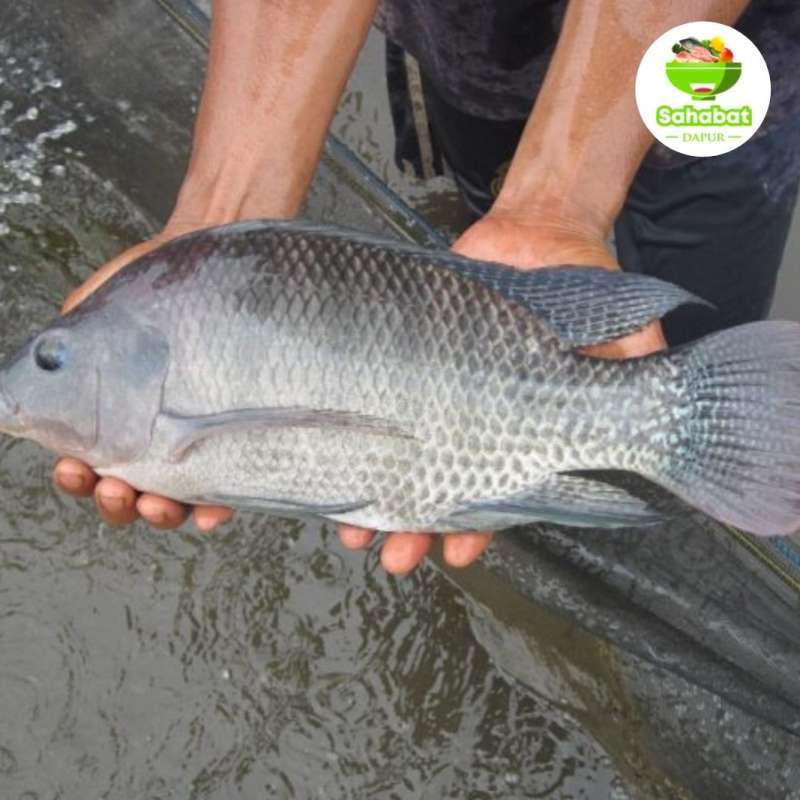 Promo Ikan Nila/Ikan Segar/Ikan Nila Hitam[0,5kg &1kg] - Sahabatdapur - 1kg  Halal Diskon 3% di Seller Sahabatdapur - Cipondoh, Kota Tangerang | Blibli