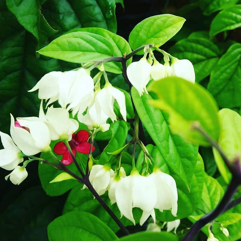 Jual Zplant Tanaman Hias Bunga Nona Makan Sirih Putih Bibit Pohon Kembang Online November 2020 Blibli Com