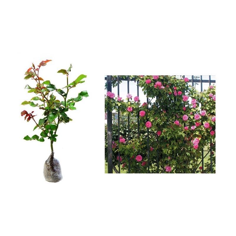 Jual Bibit Pohon Bunga Mawar Rambat Pink Murah Januari 2020
