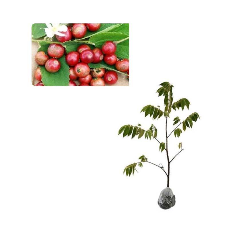 Jual bibit tanaman Ceri Seri Kersen di Seller Zplant - Sukamantri, Kab.  Bogor | Blibli