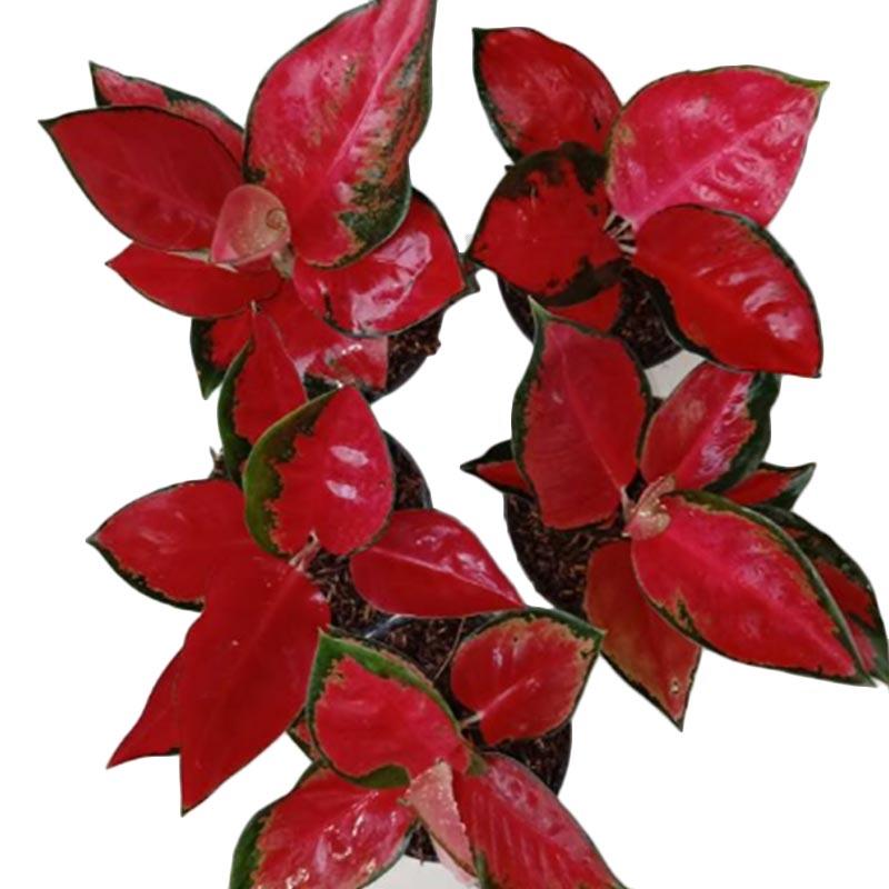 Jual Oem Aglaonema Suksom Jaipong Culture Tanaman Online April 2021 Blibli
