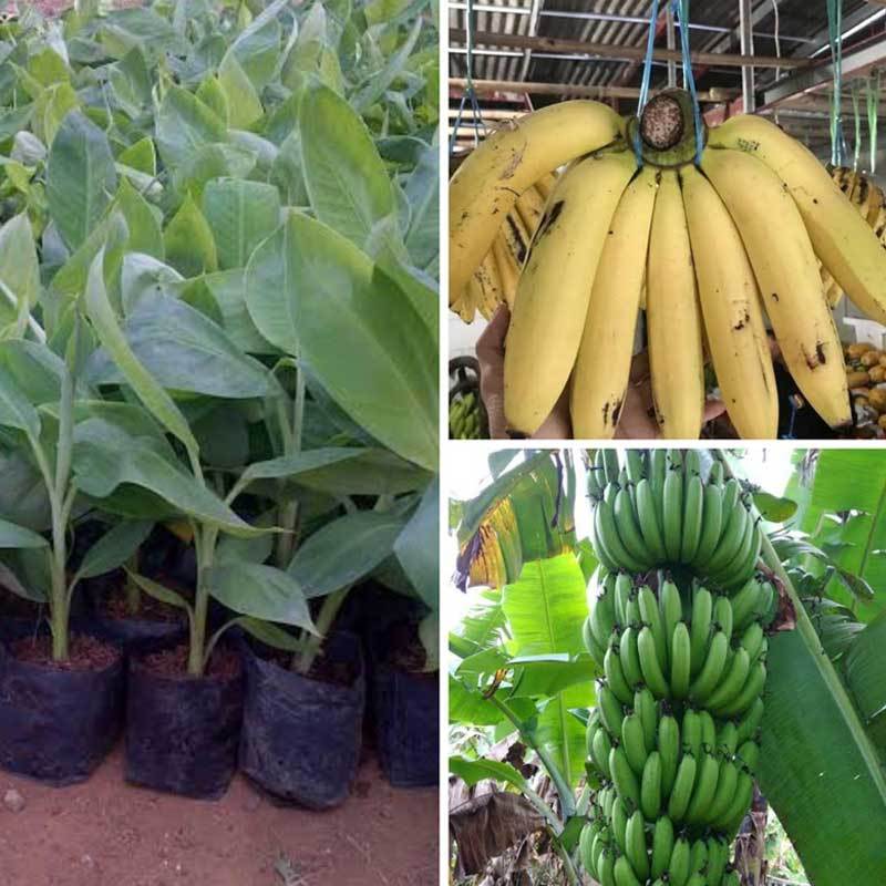 Jual Goldseeds Pisang Ambon Bibit Tanaman Online November 2020 Blibli Com