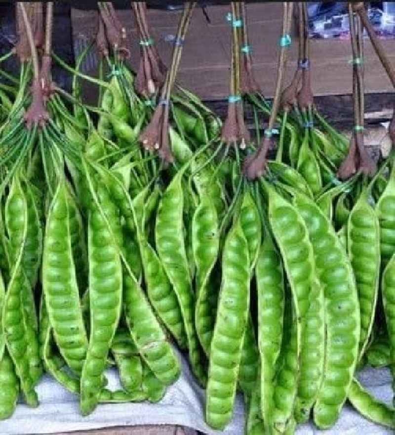 Jual Buah Pete Buah Petai Pete segar langsung dari pohon petani Halal di  Seller TOKOBATAKOSELLER - Tangkil, Kab. Blitar | Blibli