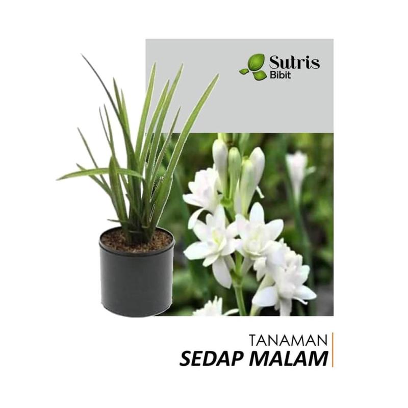 Jual Sutris Bibit Bunga Sedap Malam Bibit Tanaman Hias Online Juli
