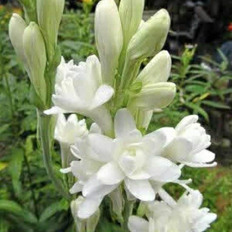 Jual Sutris Bibit Bunga Sedap Malam Bibit Tanaman Hias Online September 2020 Blibli Com