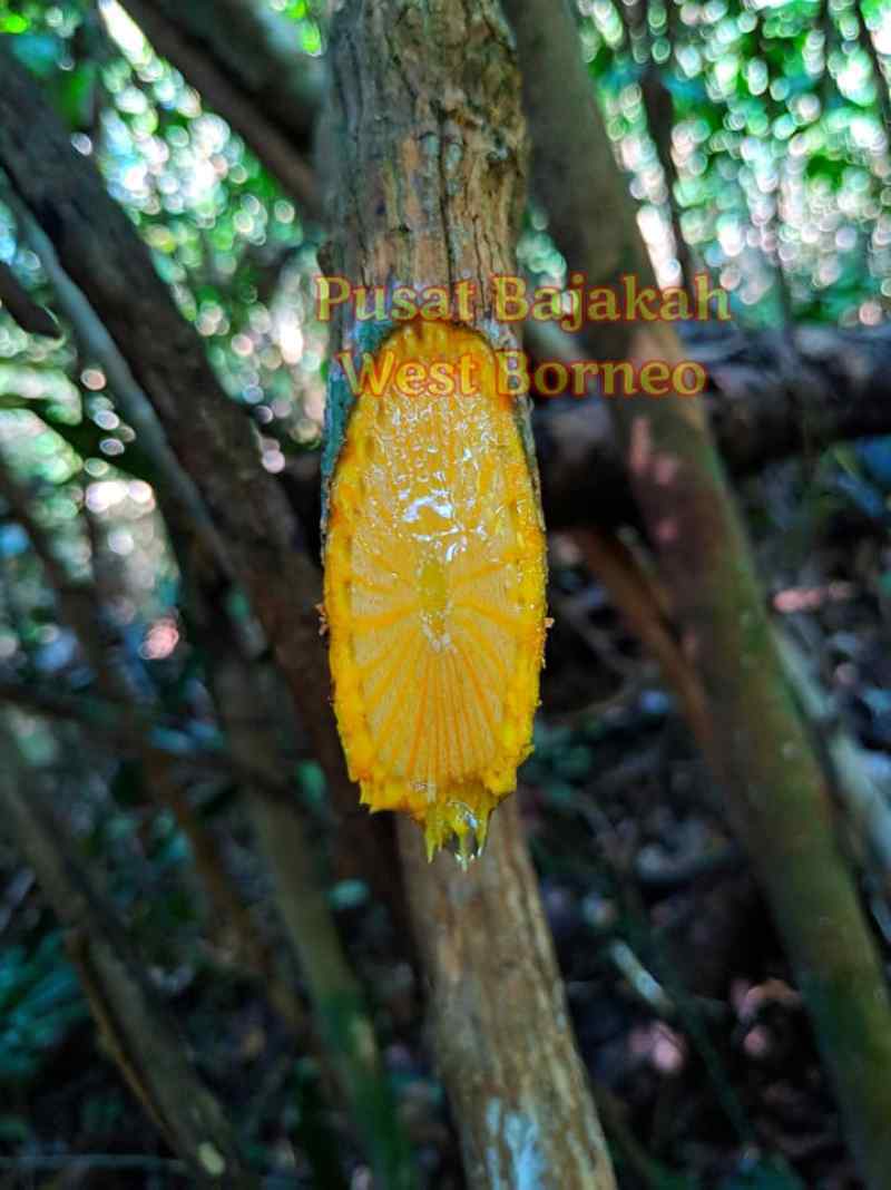 Jual Akar Bajakah Kuning Asli Kalimantan Termurah 1kg Online Oktober 2020 Blibli Com