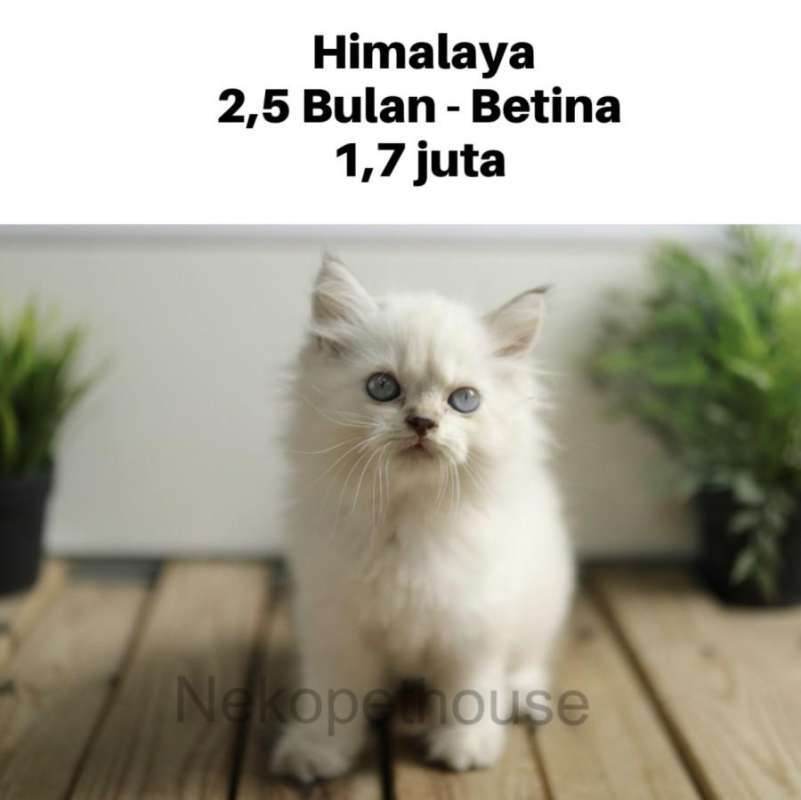 Persia medium shop kitten