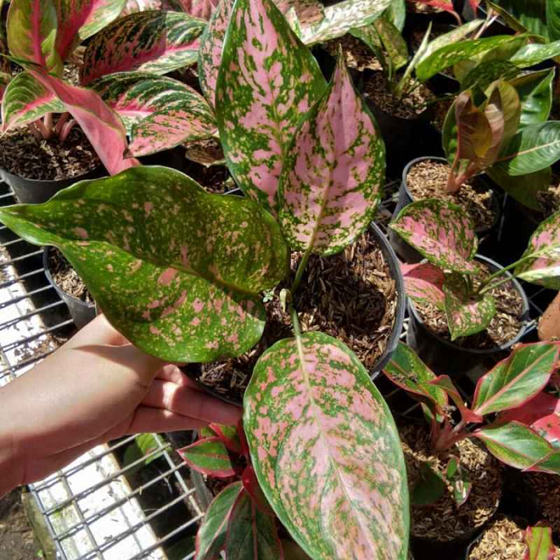 Jual Tanaman Aglaonema Ruby Online April 2021 Blibli