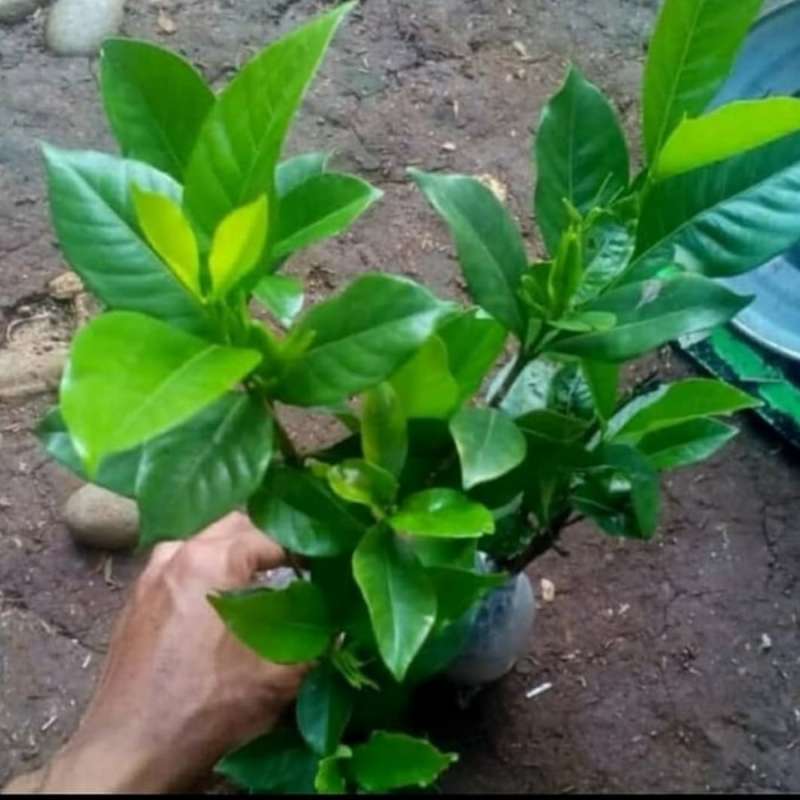 Jual Tanaman Hias Bunga Kacapiring Pohon Kacapiring Tanaman Hias Gardenia Agusta Gardenia Putih Terbaru Juni 2021 Blibli