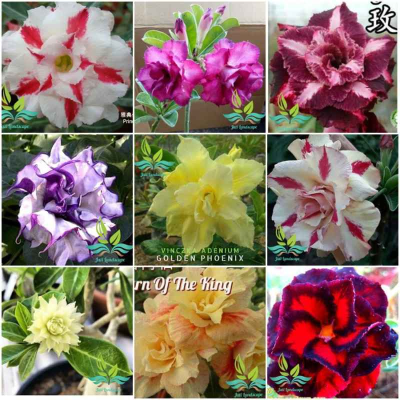 Jual Paket 9 Tanaman Hias Bibit Bunga Kamboja Adenium Bunga Tumpuk Online Februari 2021 Blibli