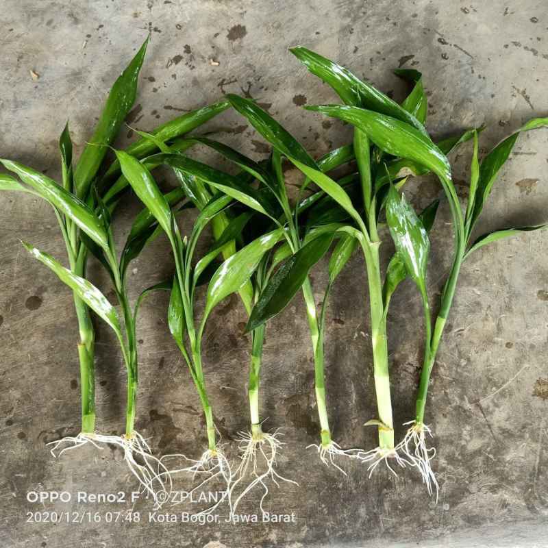 Jual Tanaman Sri Rejeki Sri Rezeki Bambu 3 Pcs Sudah Berakar Online Maret 2021 Blibli Toko ini belum memiliki produk. tanaman sri rejeki sri rezeki bambu 3 pcs sudah berakar