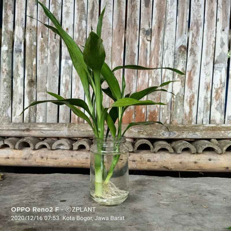 Jual Tanaman Sri Rejeki Sri Rezeki Bambu 3 Pcs Sudah Berakar Online Maret 2021 Blibli Petanirecehan#petanirumahan#wahyusaputra#srirejeki#aglaonema tanaman sri rejeki atau biasa disebut juga dengan tanaman. tanaman sri rejeki sri rezeki bambu 3 pcs sudah berakar