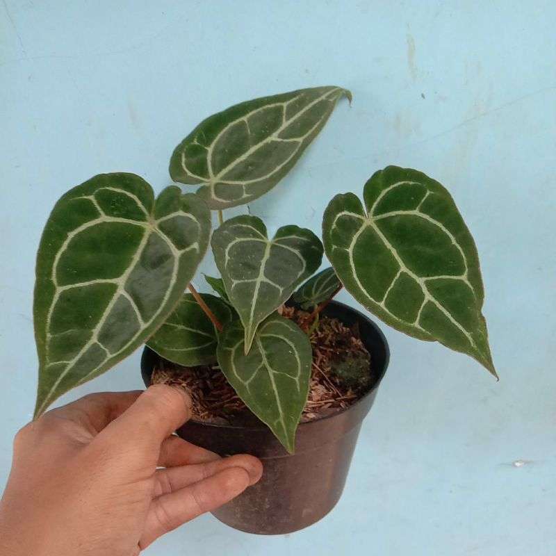 Jual Tanaman Hias Kuping Gajah Mini Terbaru Juni 2021 Blibli