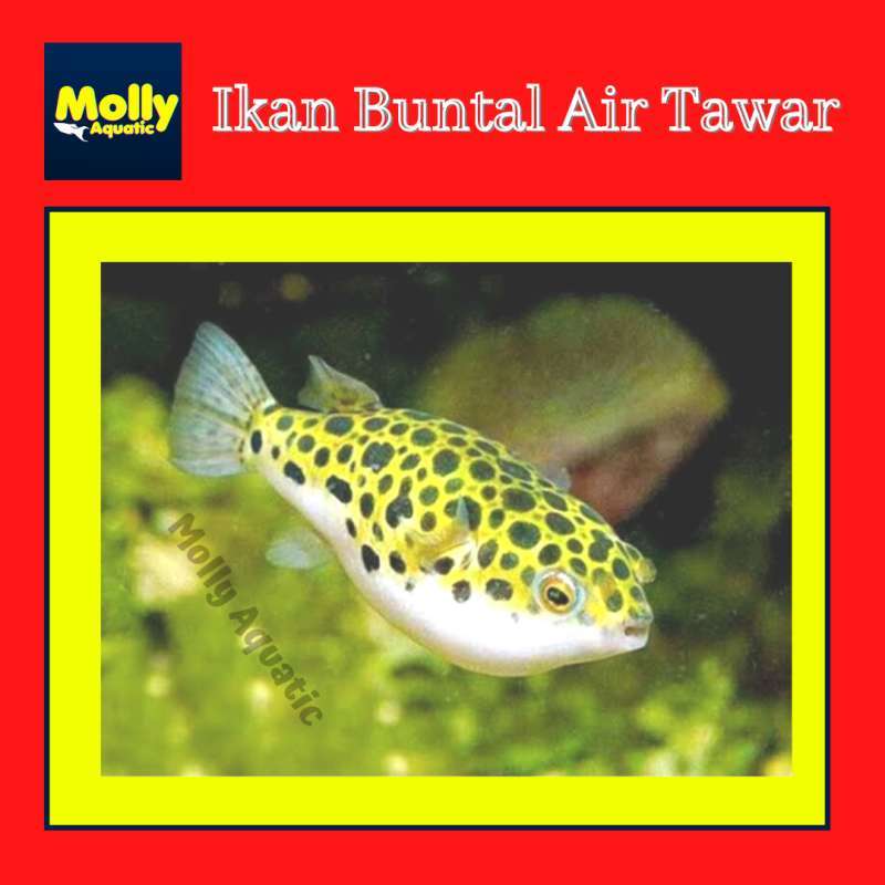 810 Ikan Buntal Air Tawar Di Aquarium Gratis Terbaik