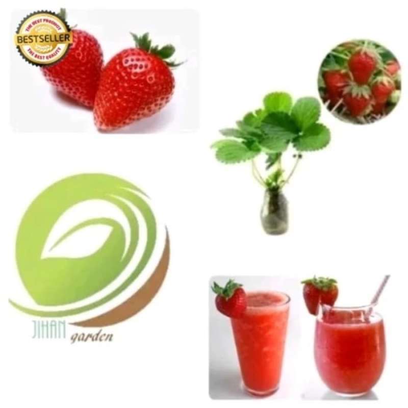 Promo bibit tanaman buah strawberry 