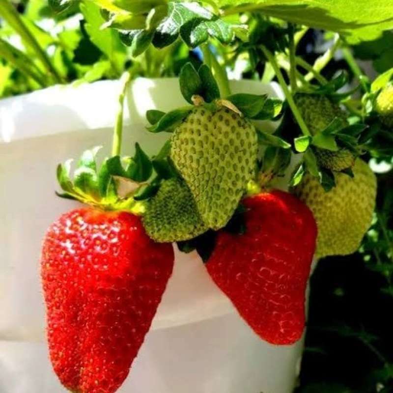 Jual Bibit pohon strawberry red giant 