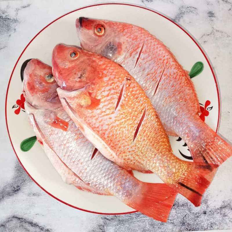 Ikan Nila di kolam budidaya