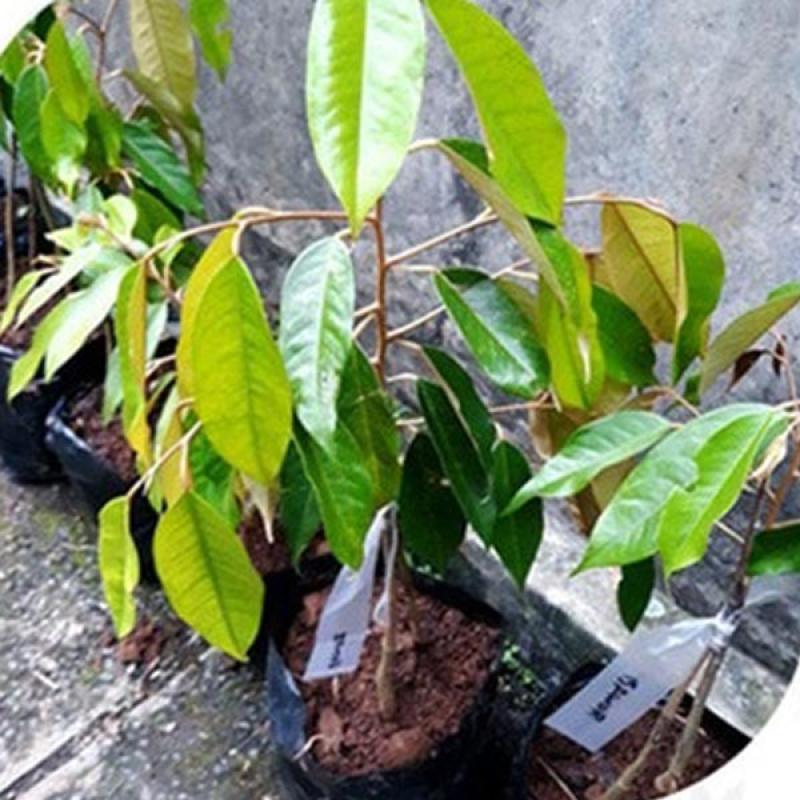 Zplant Bawor Mas Kaki 3 Pohon Buah Durian Monthong Bibit Tanaman Terbaru Agustus 2021 Harga Murah Kualitas Terjamin Blibli