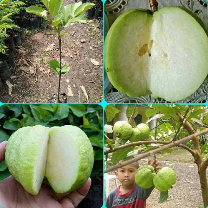 Jual Azzahra Berkah Bibitku Bibit Jambu Kristal Online Juli 2020