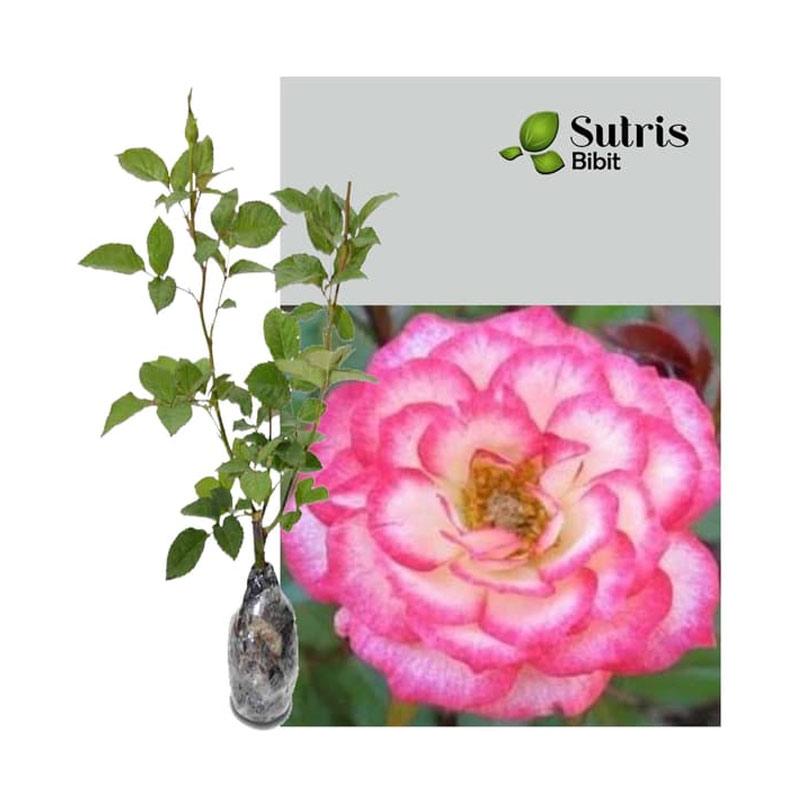 Jual Sutris Bibit Bunga Mawar Pink Corousel Bibit Tanaman Hias Online November 2020 Blibli Com
