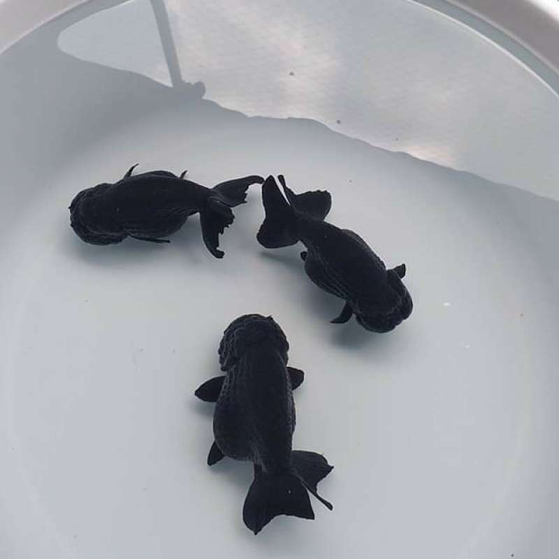 Koki black sales moor