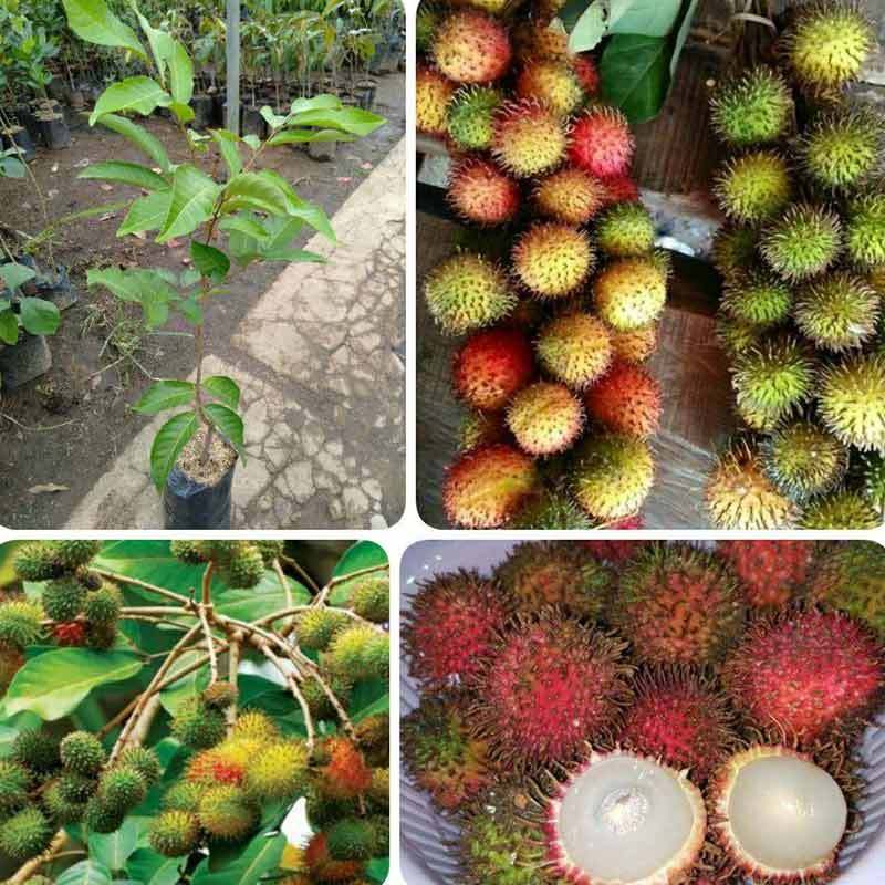 Jual Indah Permai Bibit Rambutan Leci Atau Rambutan Rapiah Bibit