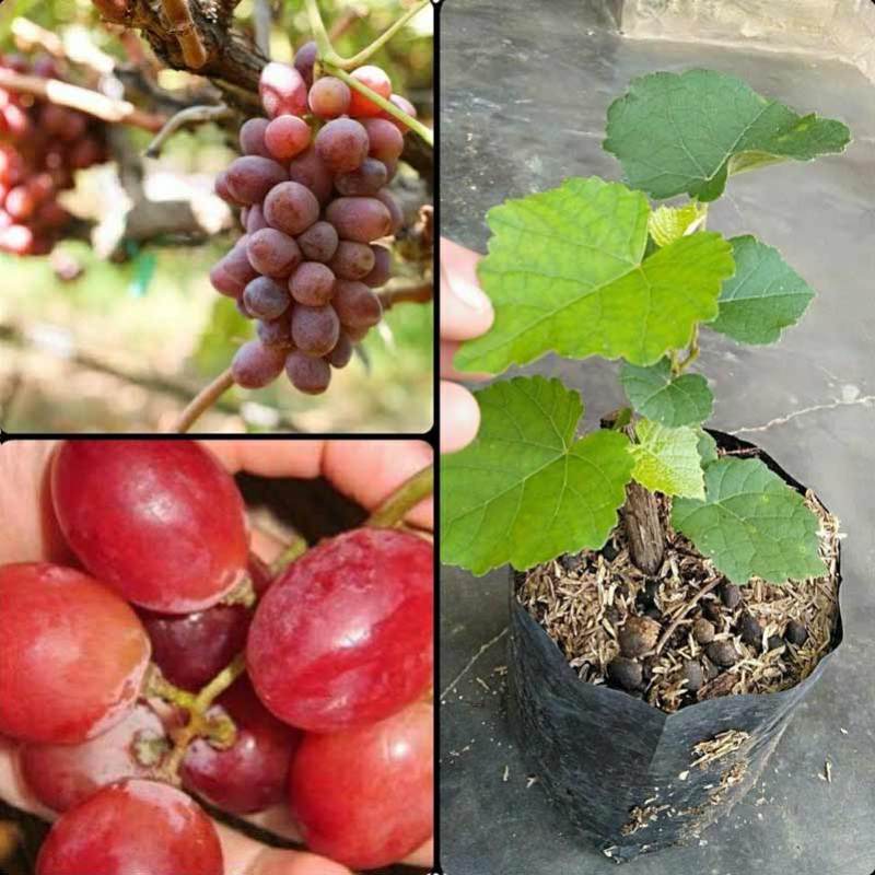Jual Banana Berkah Bibit Tanaman Anggur Merah Online Agustus 2020
